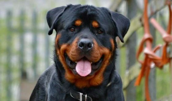 ротвеллер лорд