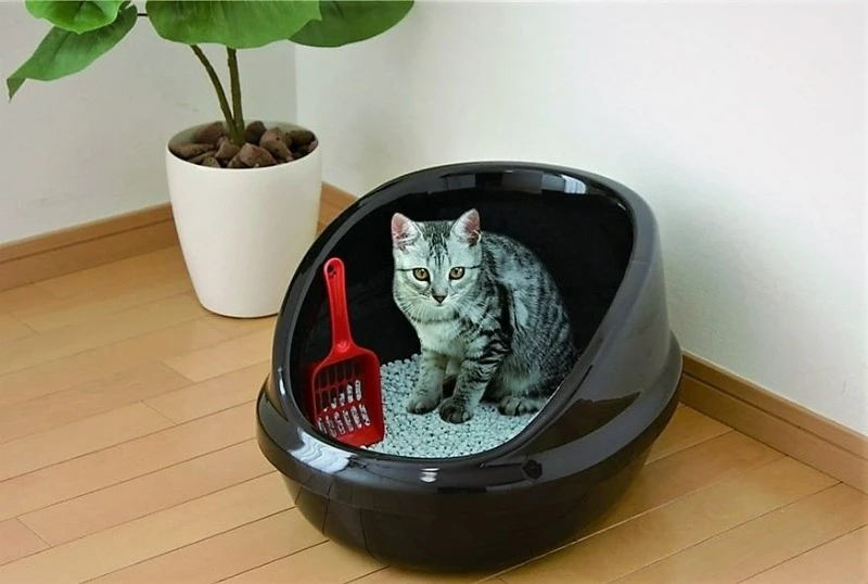 кошка в горшке