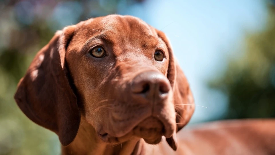 Венгерская легавая