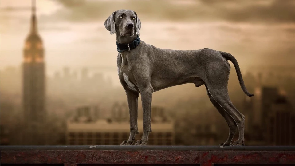 Веймаранер