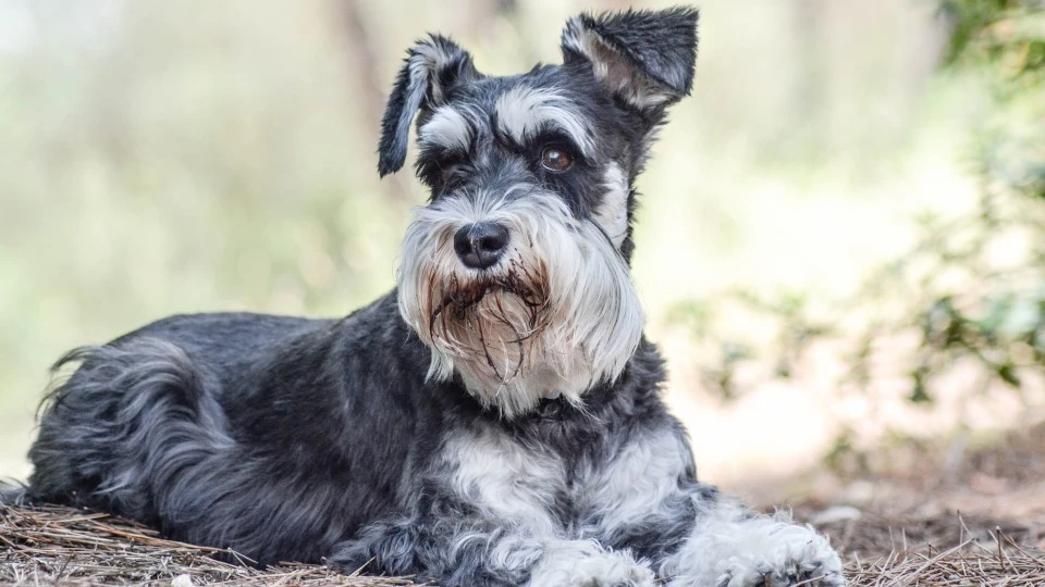 Гигантский шнауцер