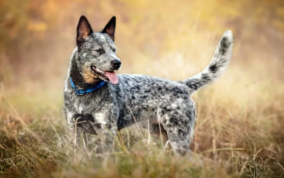 Австралийский пастуший пес
