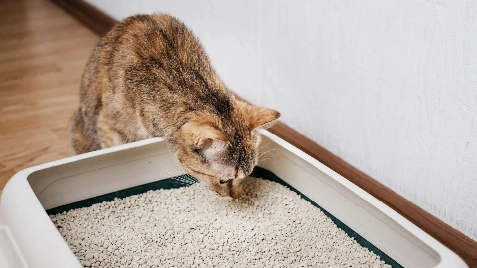 кошка на лотке