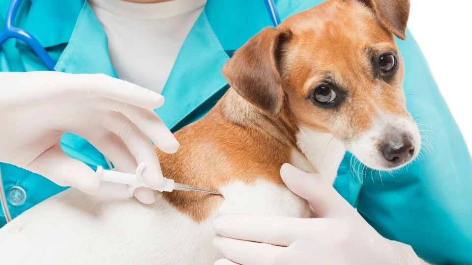 чипирование собаки