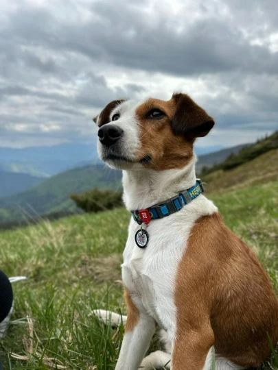 Своїх собаку та кота Тетяна з чоловіком забрали з собою