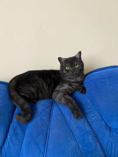 Кіт вже адаптувався до переїзду