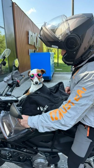 Красуня Реджи