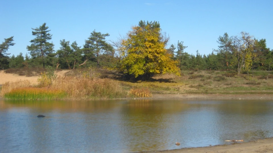 Паркове озеро в Сєвєродонецьку / Автор фото: Евген Янковий