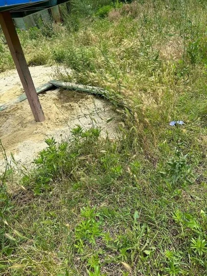 Бур'яни біля дитячого майданчику в Алчевську