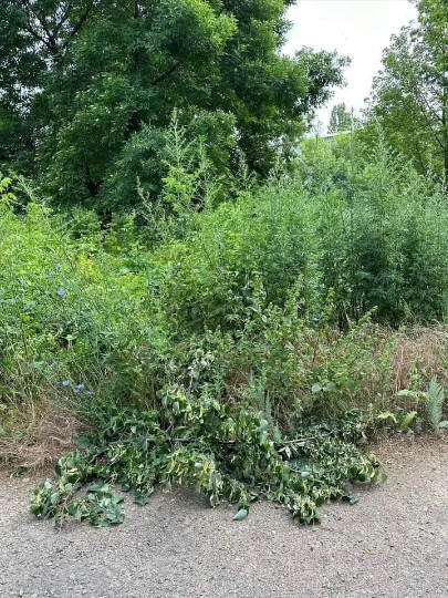 Бур'яни біля дитячого майданчику в Алчевську