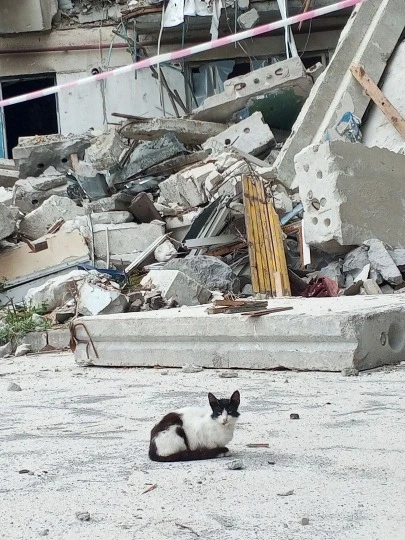 Кіт в тимчасово окупованому Сєвєродонецьку