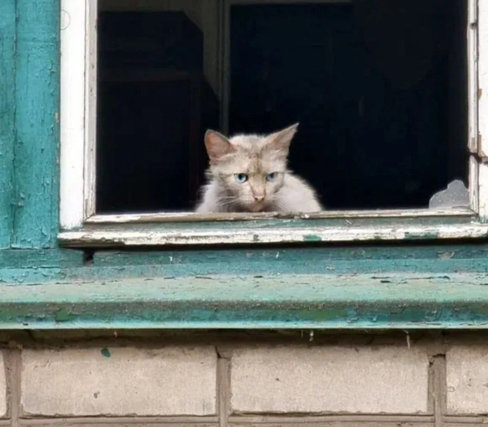 Кіт в тимчасово окупованому Сєвєродонецьку