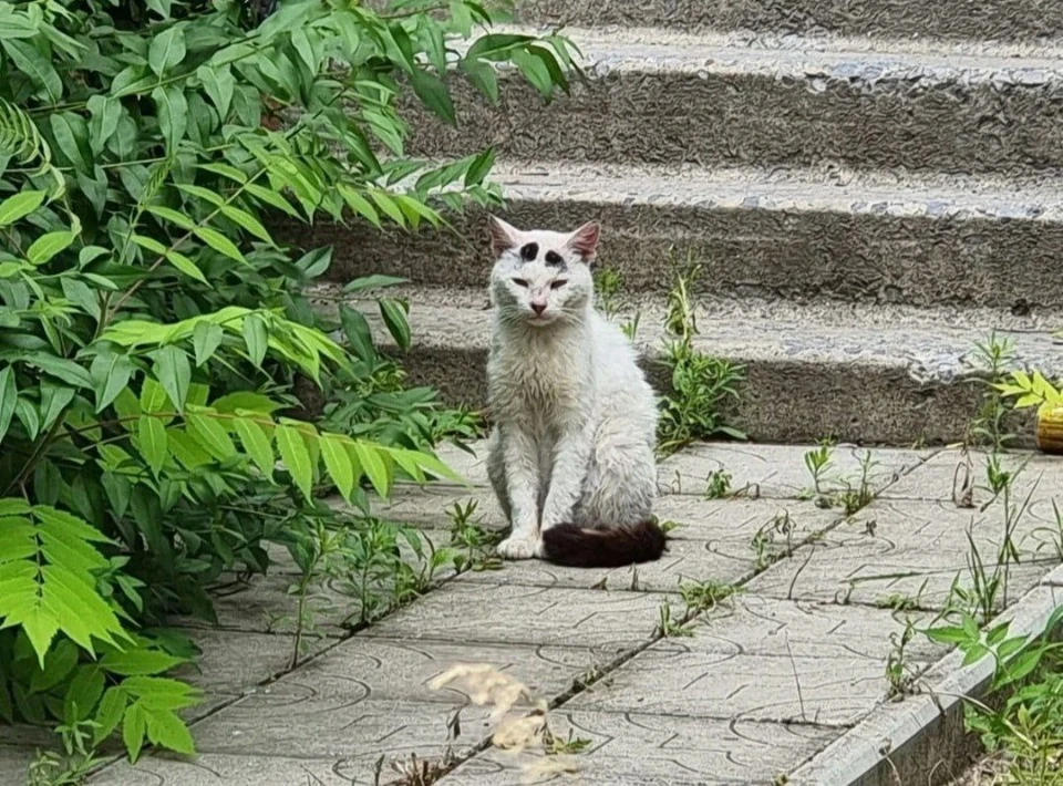 Кіт в тимчасово окупованому Сєвєродонецьку