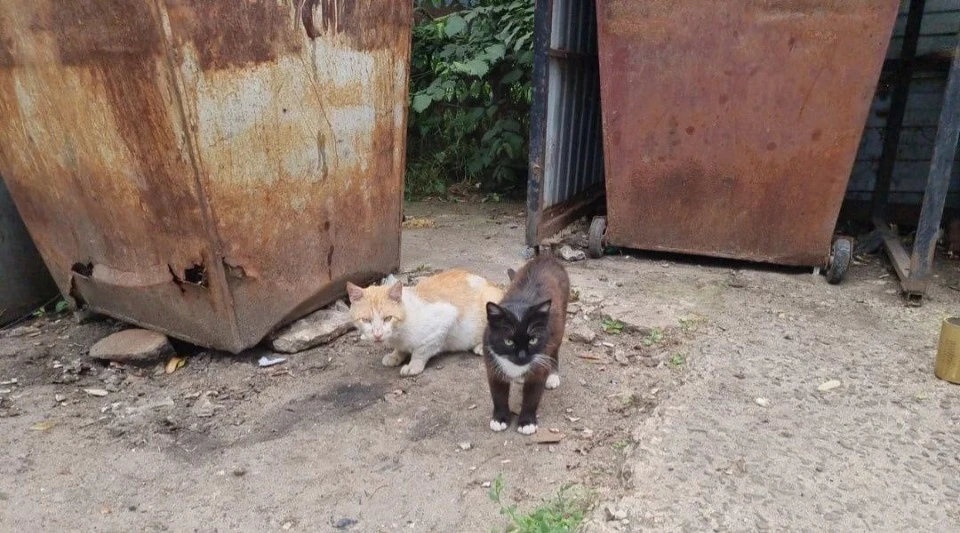 Коти в тимчасово окупованому Сєвєродонецьку