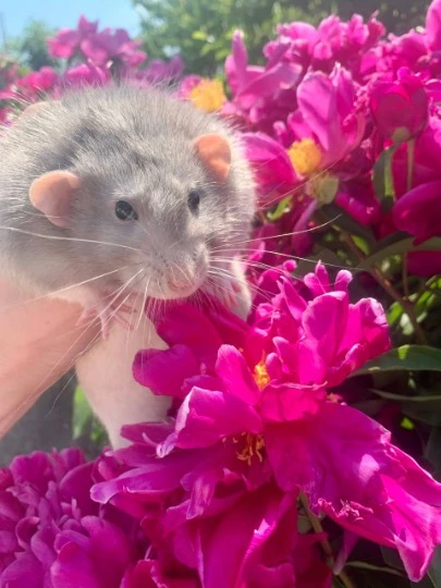 Талісман евакуації Даші - Мікуш