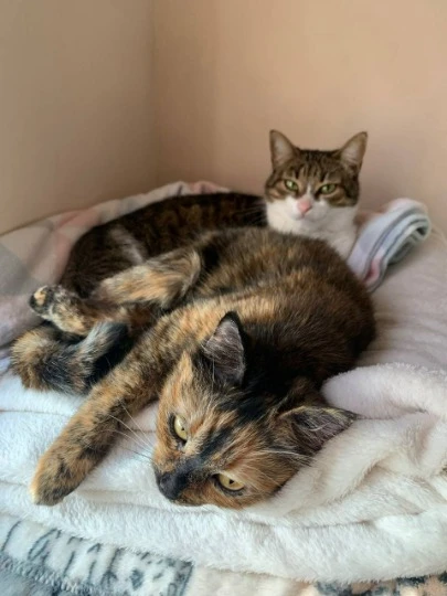 Евакуйовані коти з Луганщини