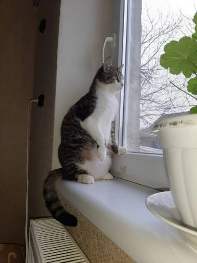 Котик дивиться у вікно в Кам'янському