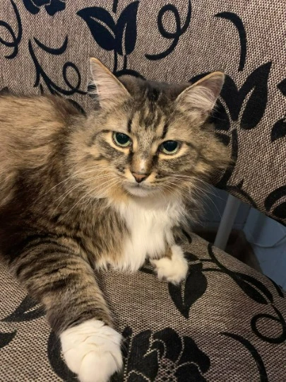 Кіт, евакуйований з Сєвєродонецька