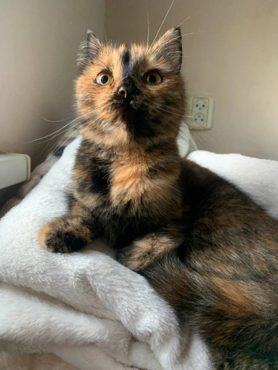 Кішка, яку Даша прихистила в евакуації