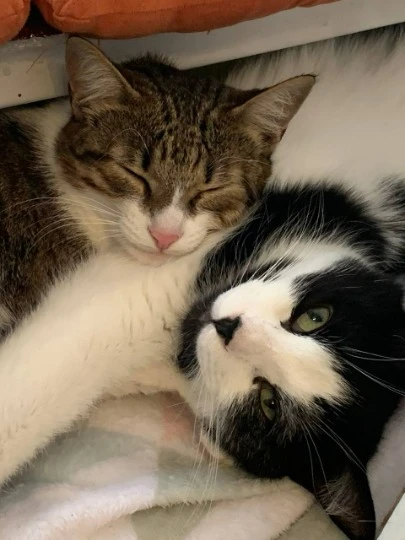 Эвакуированные коты из Северодонецка