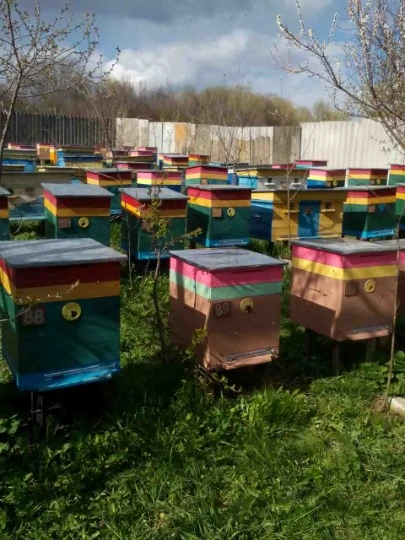 Пасіка Ірини Васильєвої в селі Зміївка Сватівського району