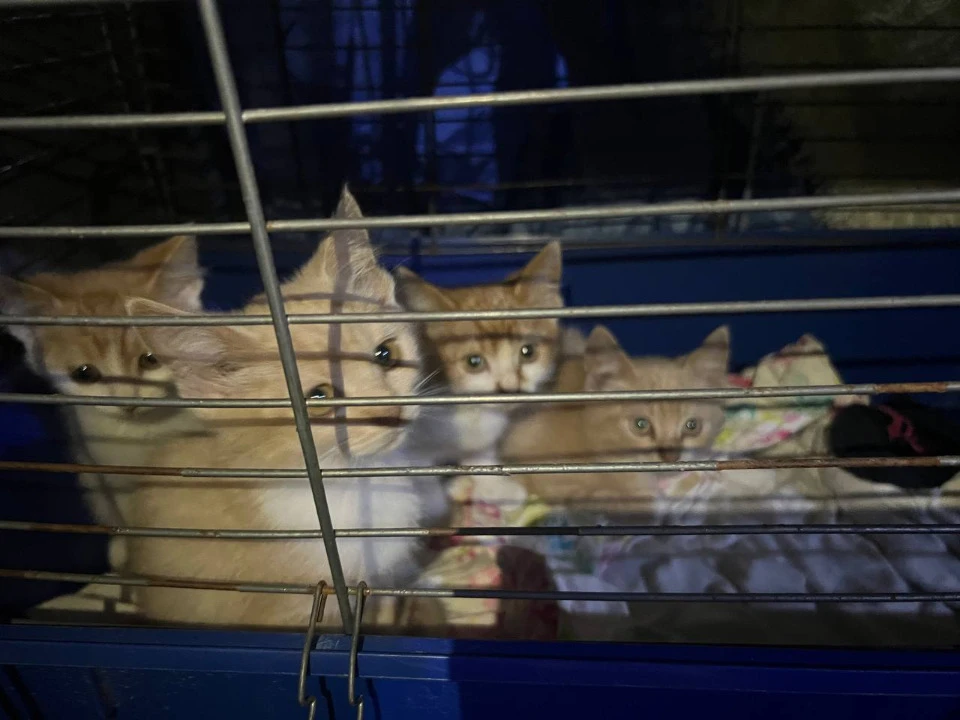 Евакуація тварин