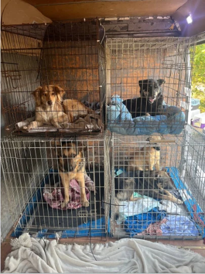 Евакуація тварин