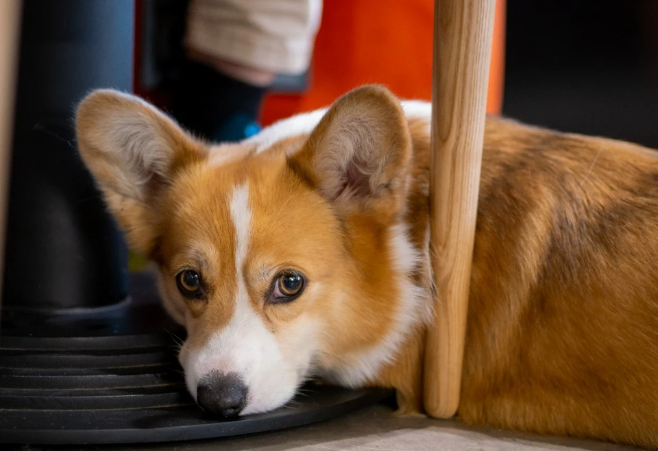 Pet-friendly кафе Киева