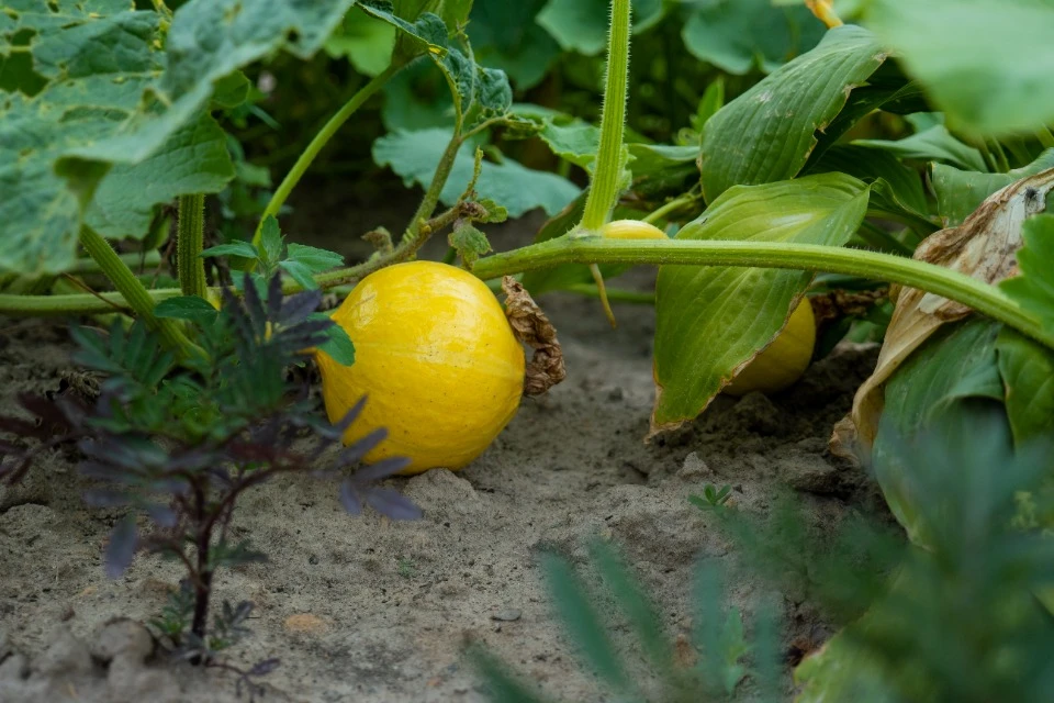 овощи в модульном городке Бородянки