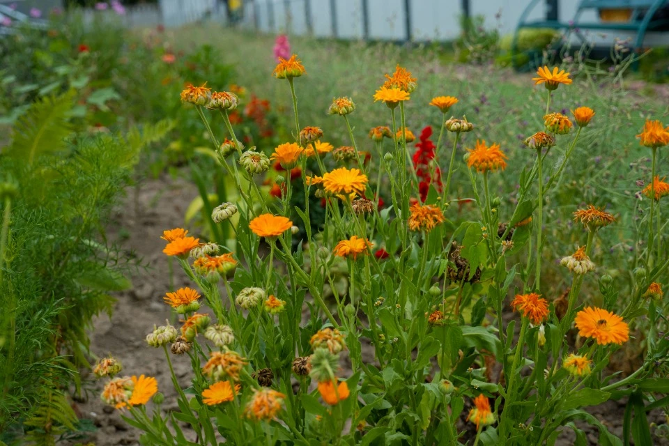 переселенцы выращивают цветы в модульном городке Бородянки