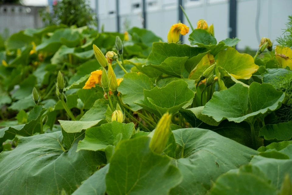 кабачки цветут, модульное жилье для ВПО