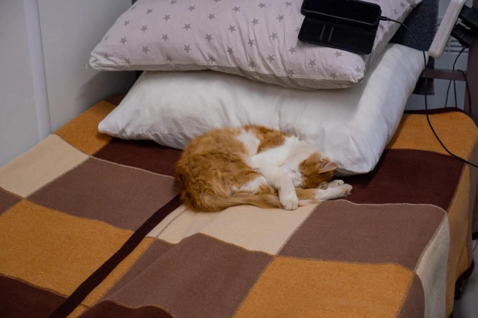 Пушистый любимец Андрея