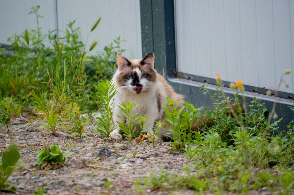 В модульном городке Бородянки проживает 20 домашних питомцев