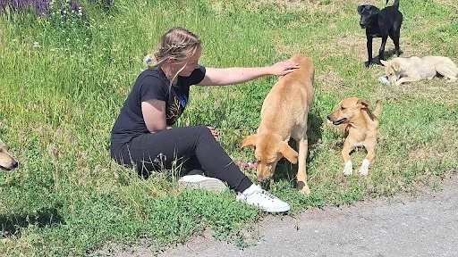 Безпритульні тварини в Святогірську