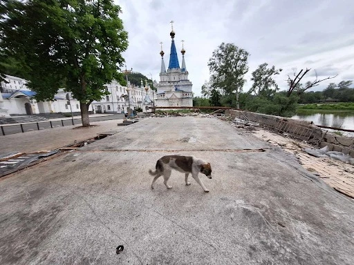 Безпритульні тварини в Святогірську