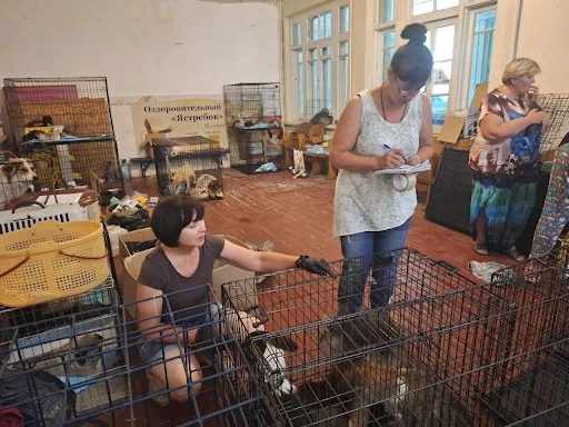 Проведення стерилізації безпритульних тварин в Святогірську