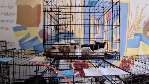 Проведення стерилізації безпритульних тварин в Святогірську