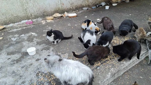 Безпритульні коти в Святогірську