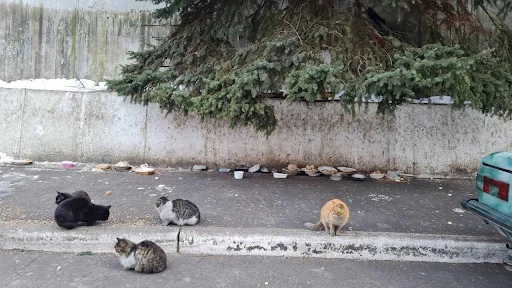 Безпритульні коти в Святогірську