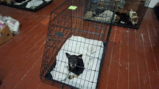 Собака зі Святогірська