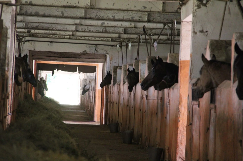Деркульський кінний завод до 24 лютого