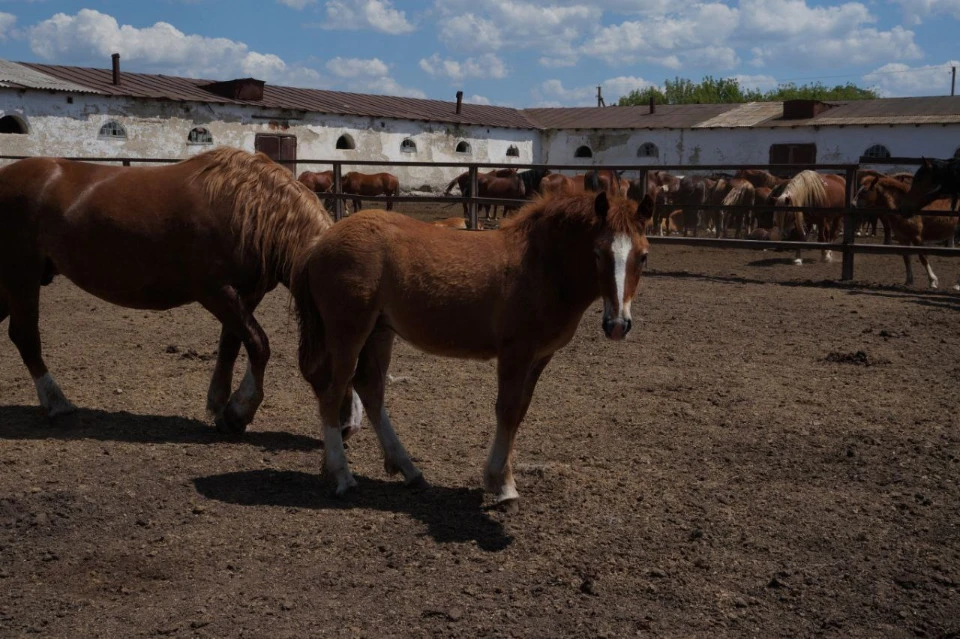 Коні на Філії Новоолександрівського кінного заводу, Луганщина, під окупацією росіян, 2023 Фото: соцм