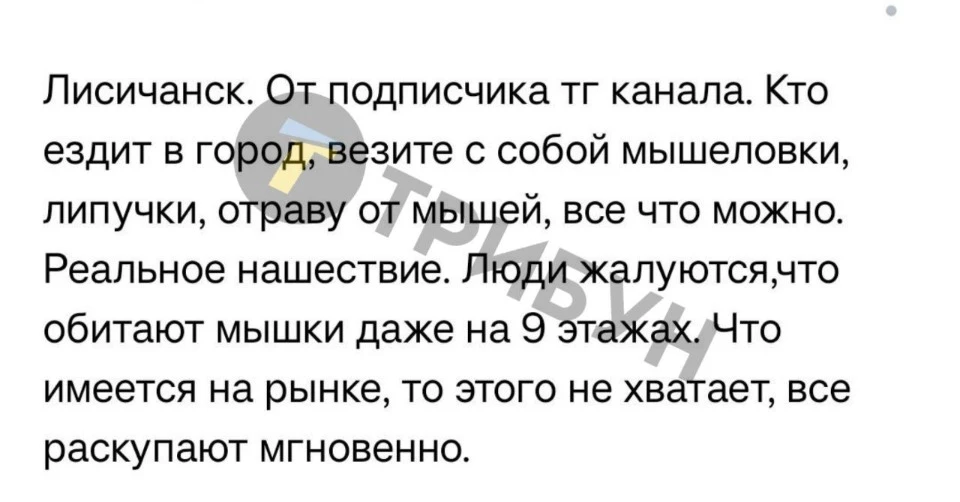 Скриншот з місцевого чату про навалу гризунів в Лисичанську