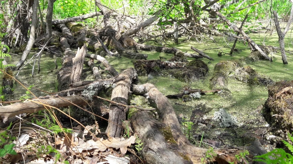 берестувате