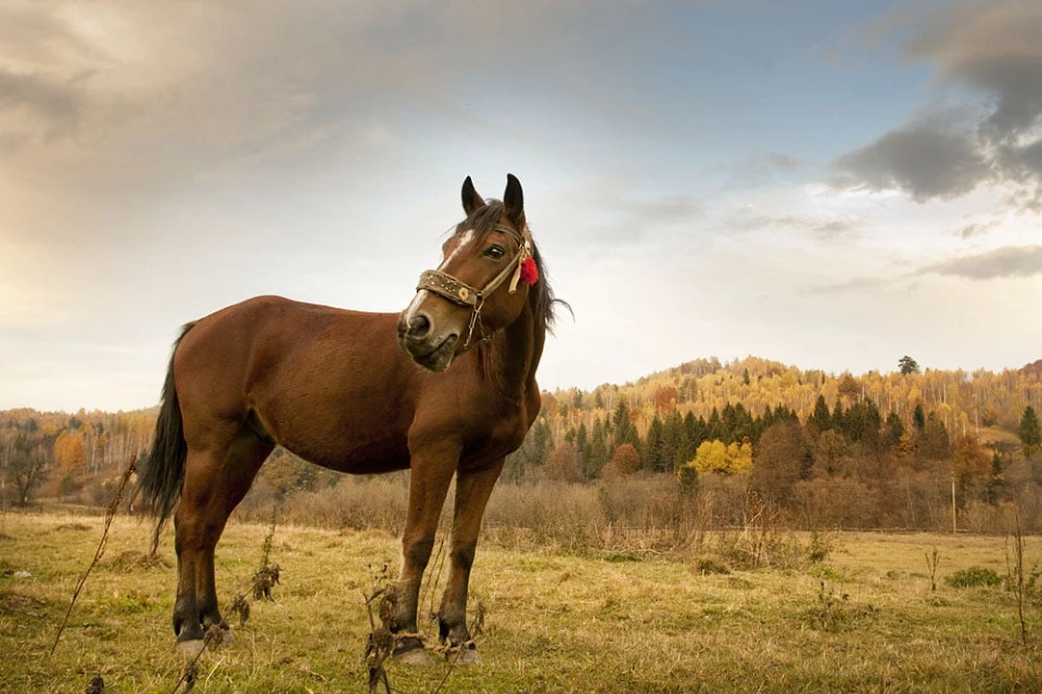 Фото з архіву Артема Семенюка