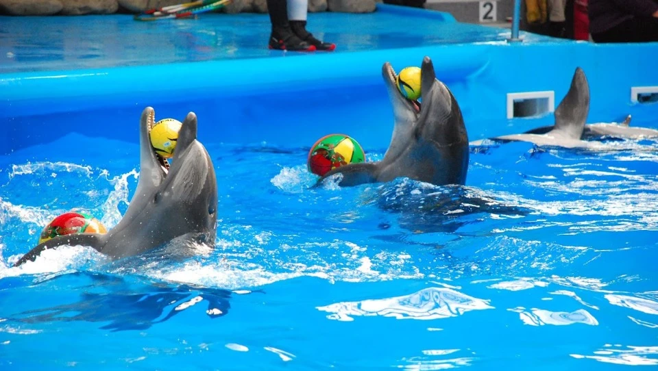 Харківський дельфінарій