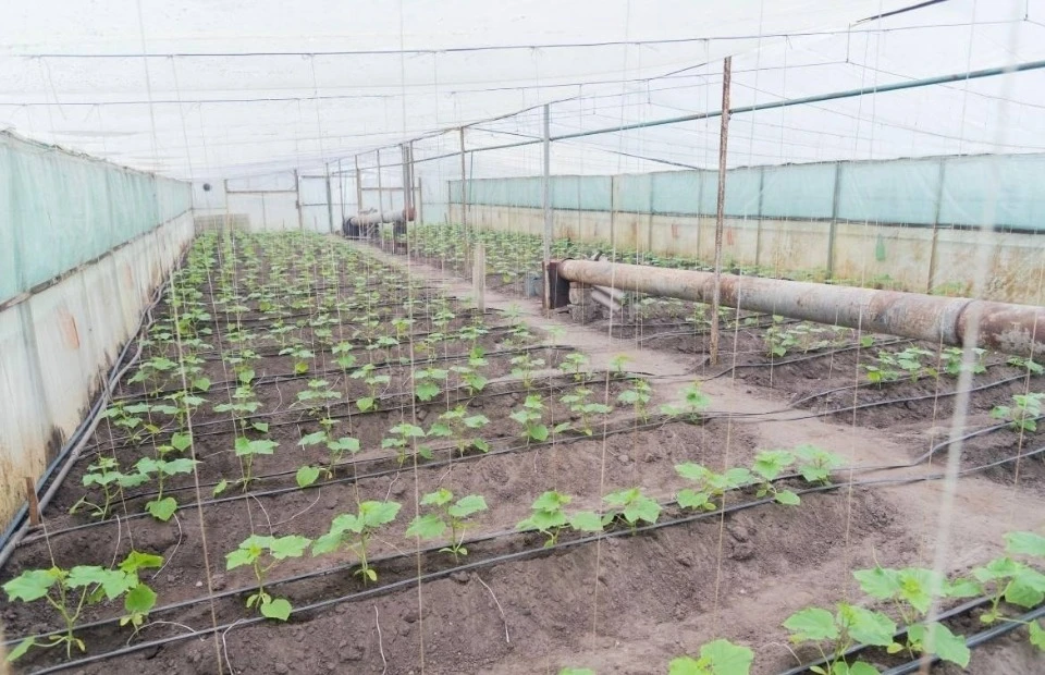Выращивание овощей в Станице Луганской