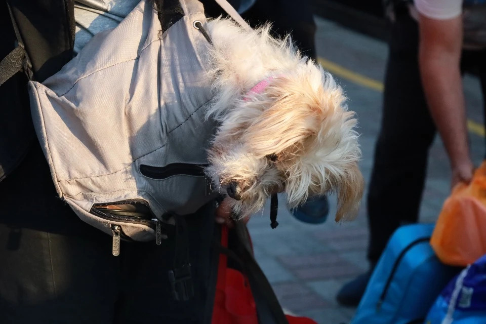 Евакуація з тваринами через Суми