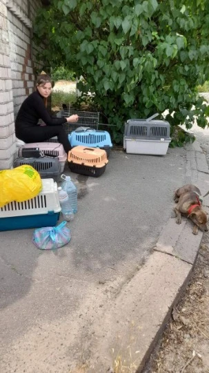 Эвакуация животных