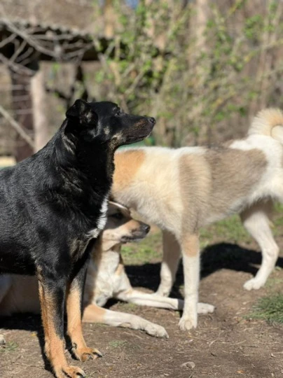 Собаки-переселенцы семьи Рындя